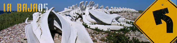 Baja California 2005 - [Ir a página principal]