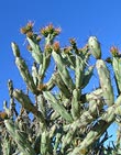 Cholla. Clic para ver a mayor tamaño