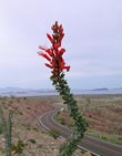 Ocotillo. Clic para ver a mayor tamaño