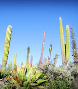 Paisaje de cactus. Clic para ver colección