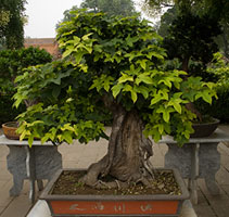 Bonsai