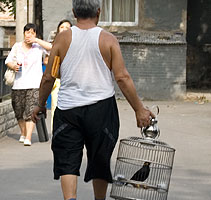 Paseando al pájaro